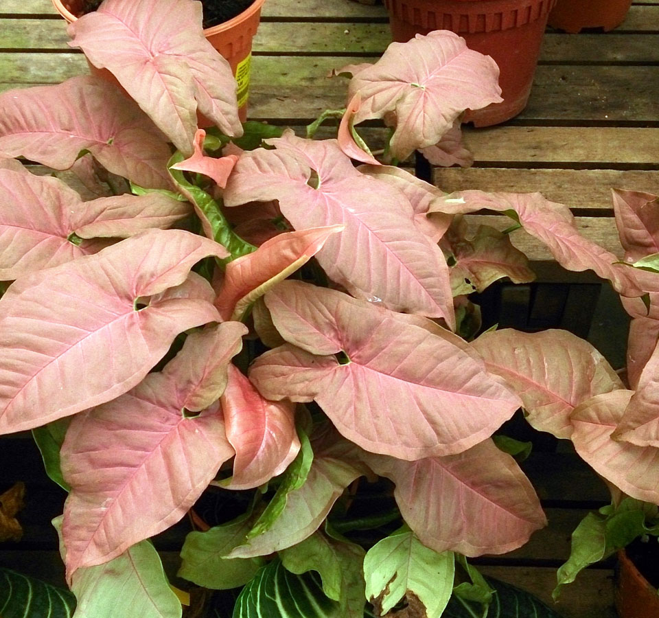 moss poles for climbing plants