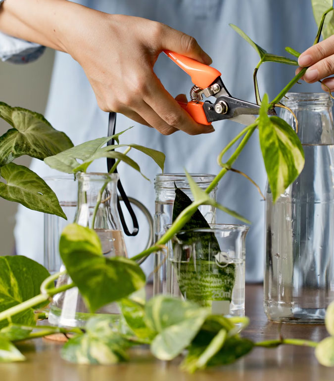 hanging plants for home