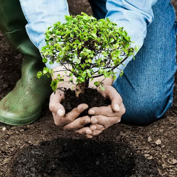 watering tips for houseplants