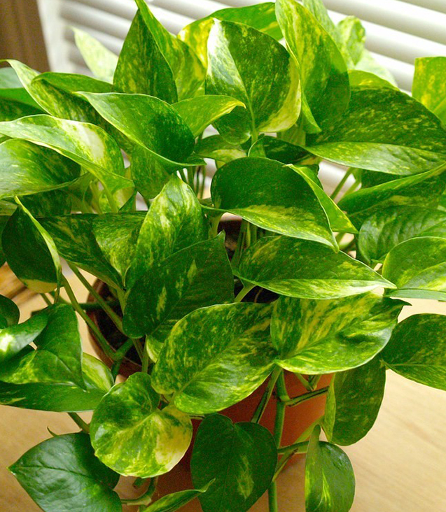 syngonium plants online store