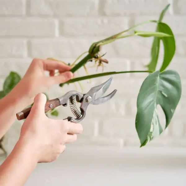 affordable houseplants for sale