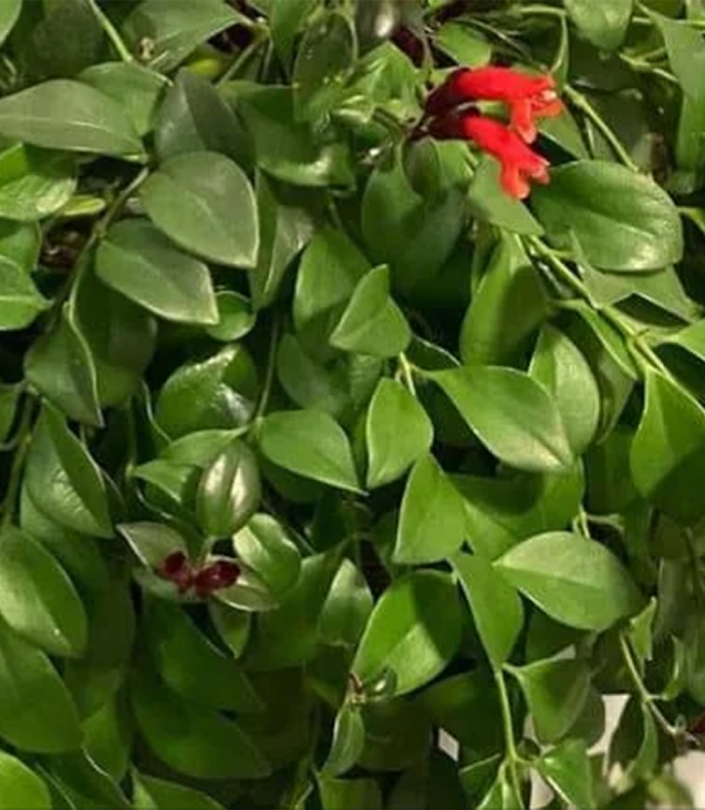 rare houseplants online