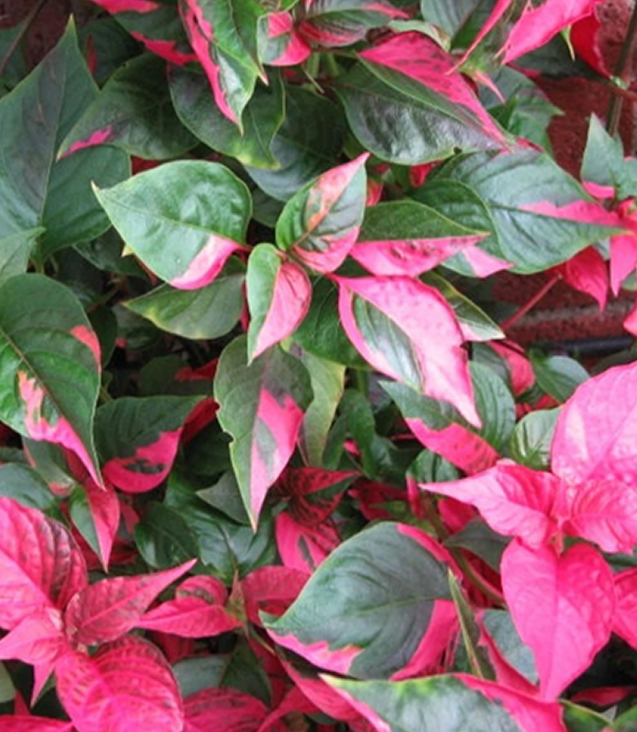 online plant shop US