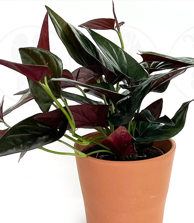 online plant shop US