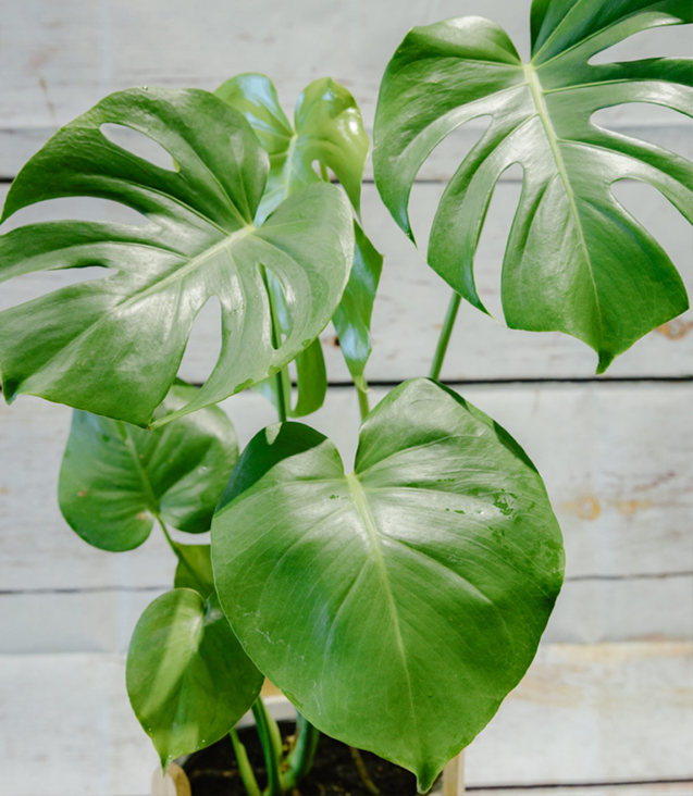 4 inch potted plants