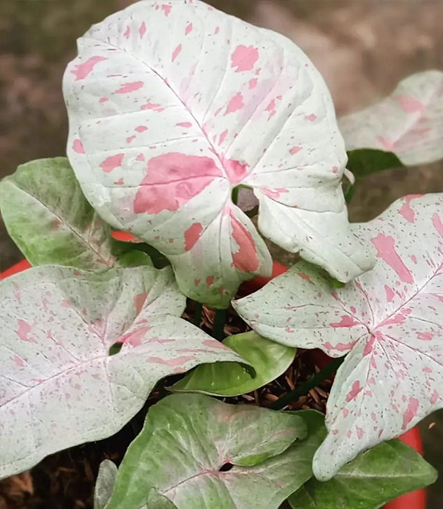 cascascsaww non hanging houseplants