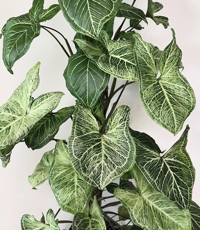 6 inch indoor plants