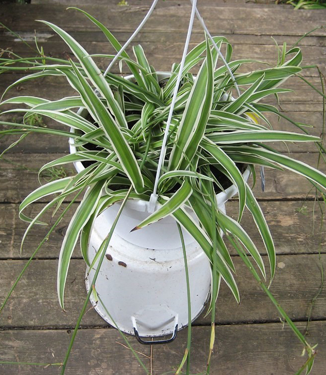 monstera plants for sale