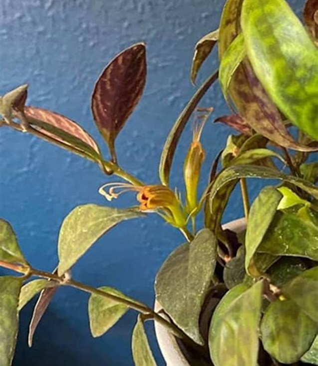 easy care houseplants